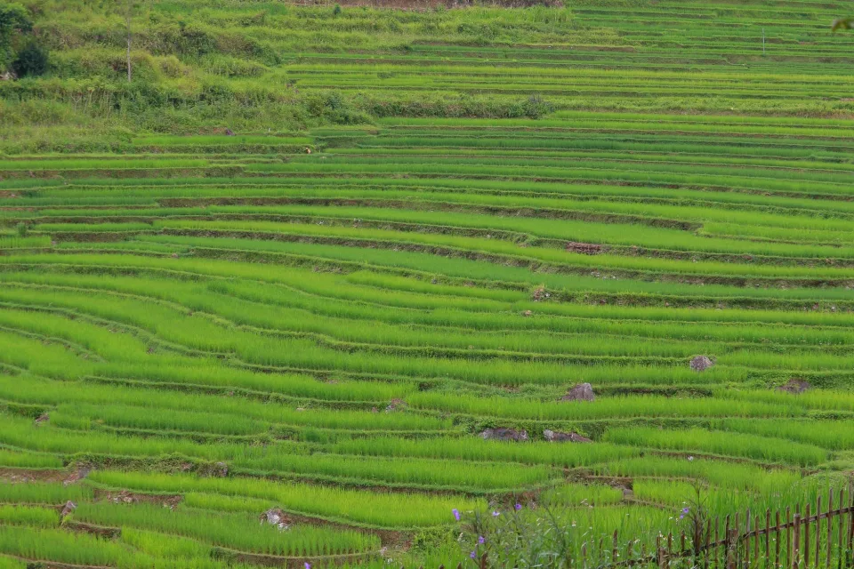 Xe giao gạo